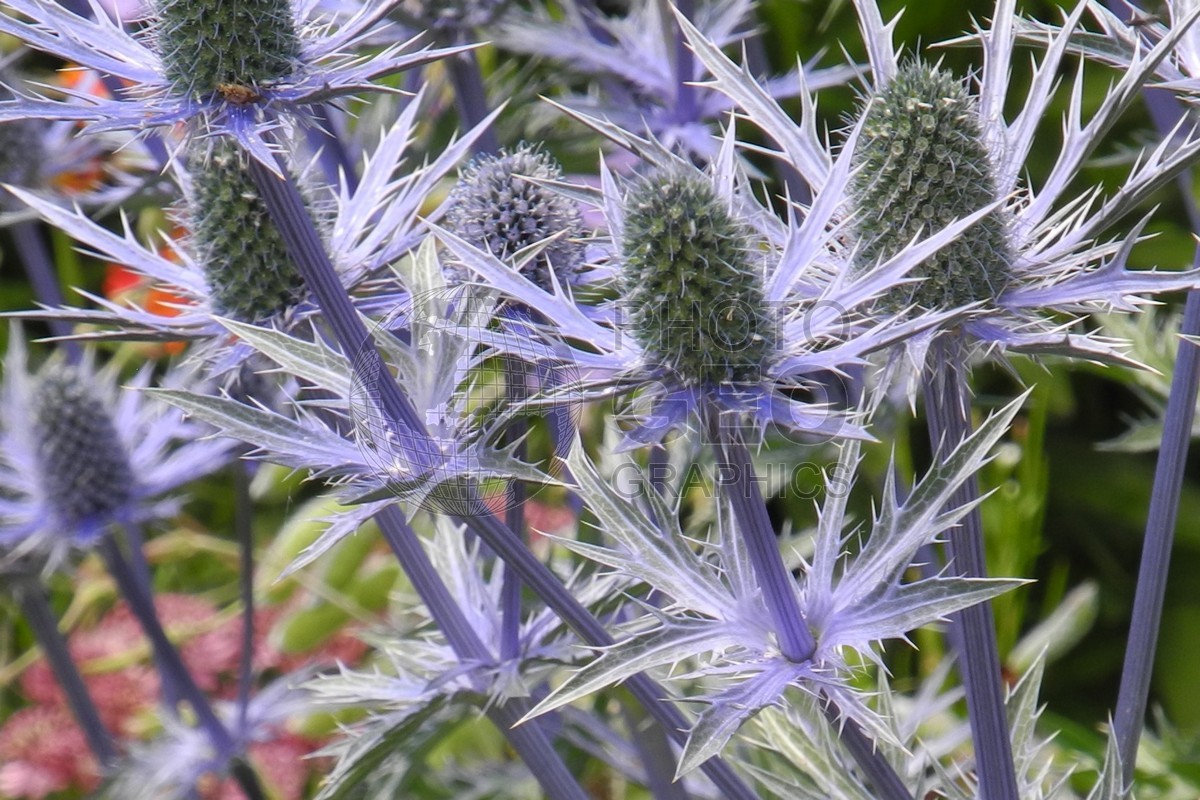 6013 Purple Eryngium (Sea Holly), Beaver Creek, CO