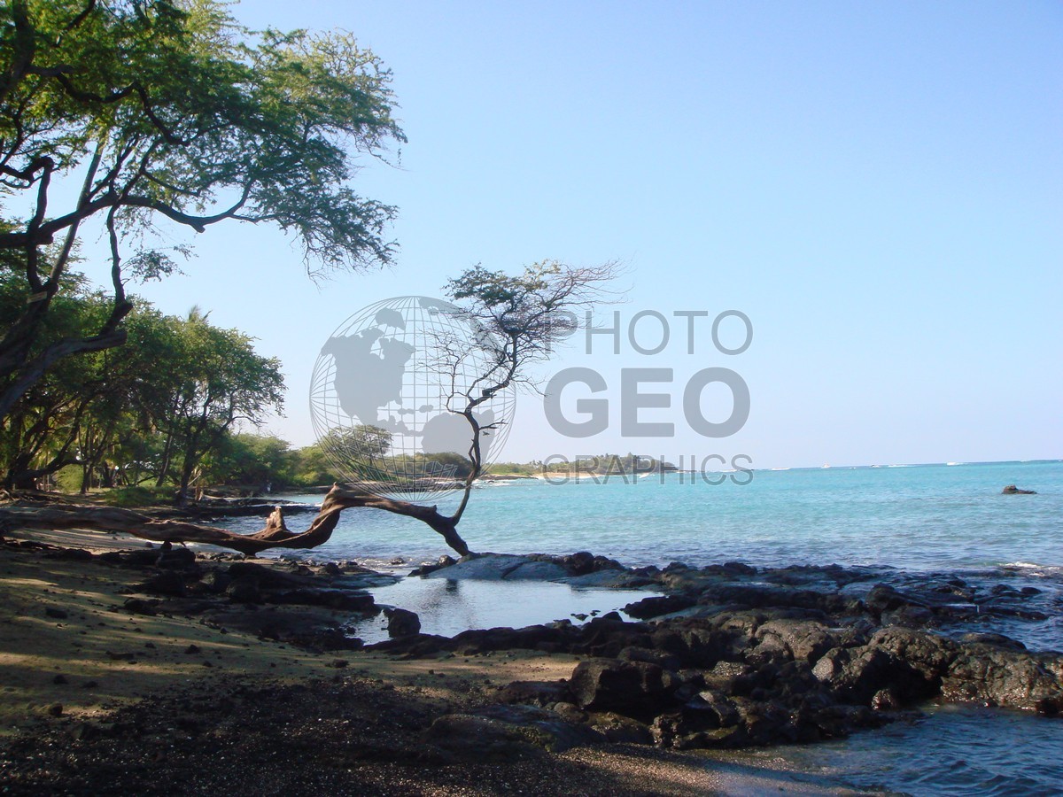 6015 Shore with Tree, Big Island, HI