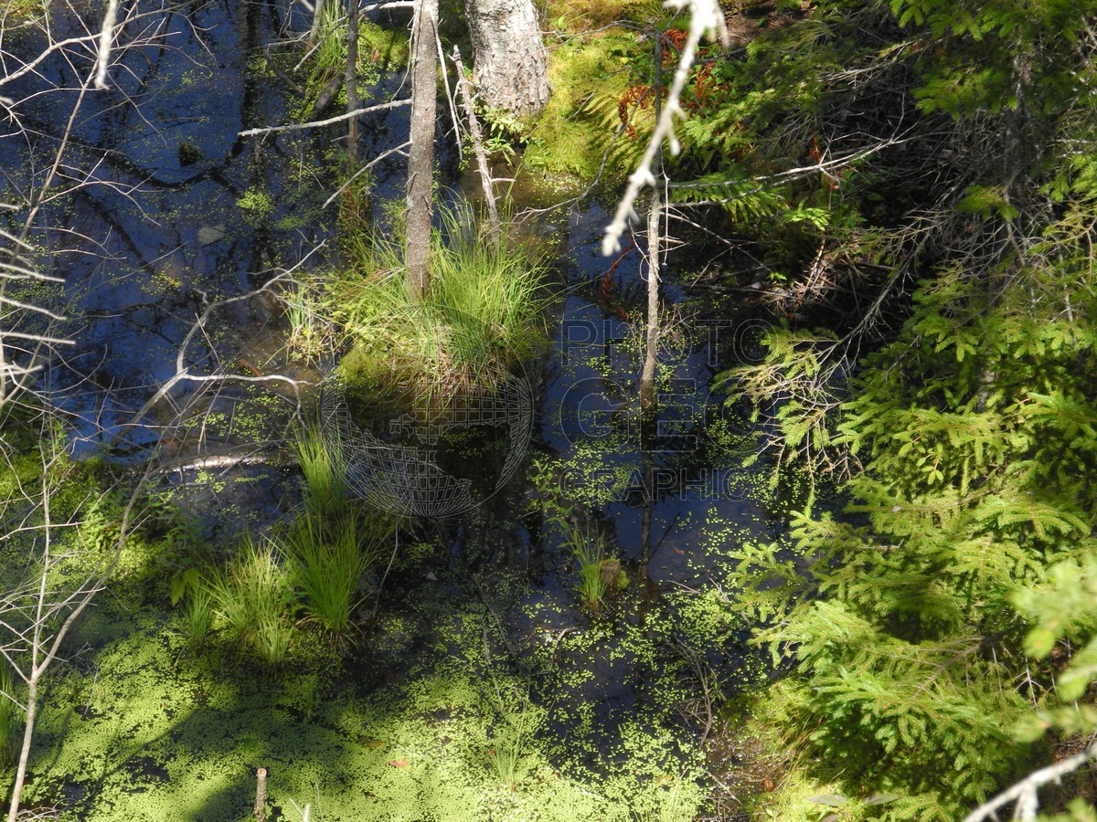 6041 "Drain the Swamp." Boothbay, ME