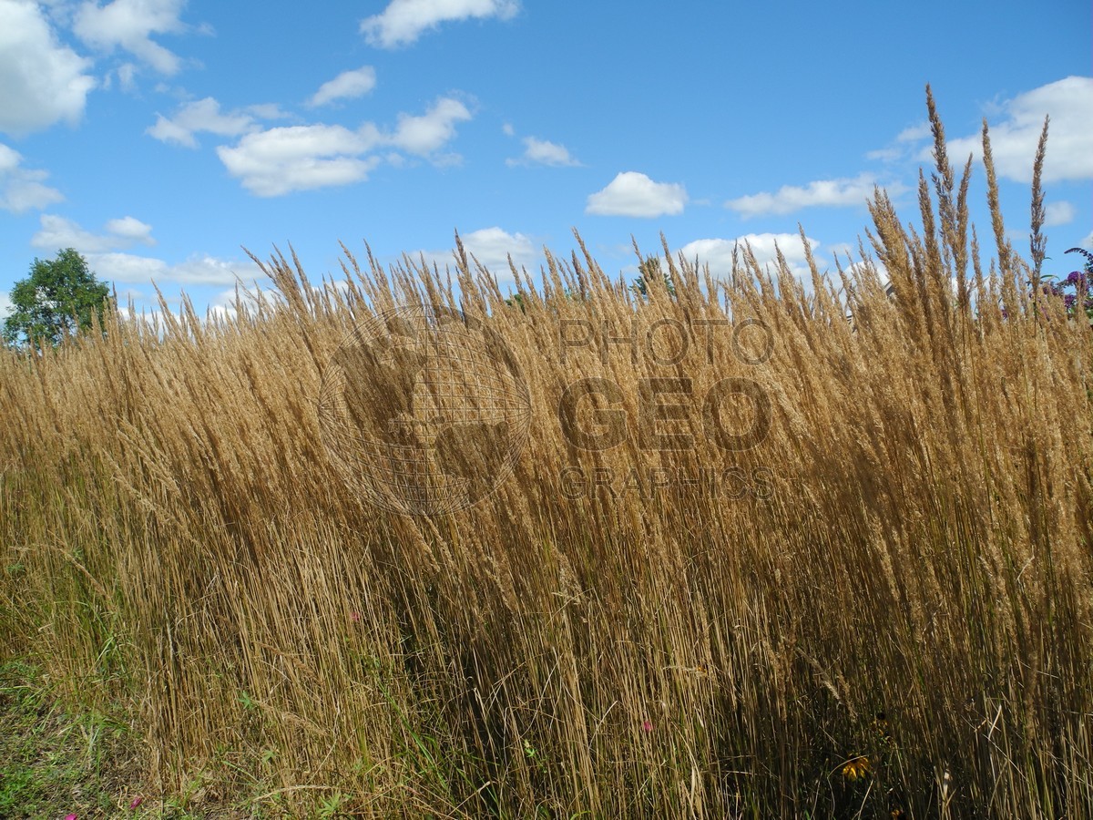 6043 Tall Grass, ME