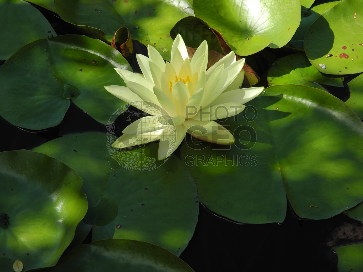 6045 Water Lilly