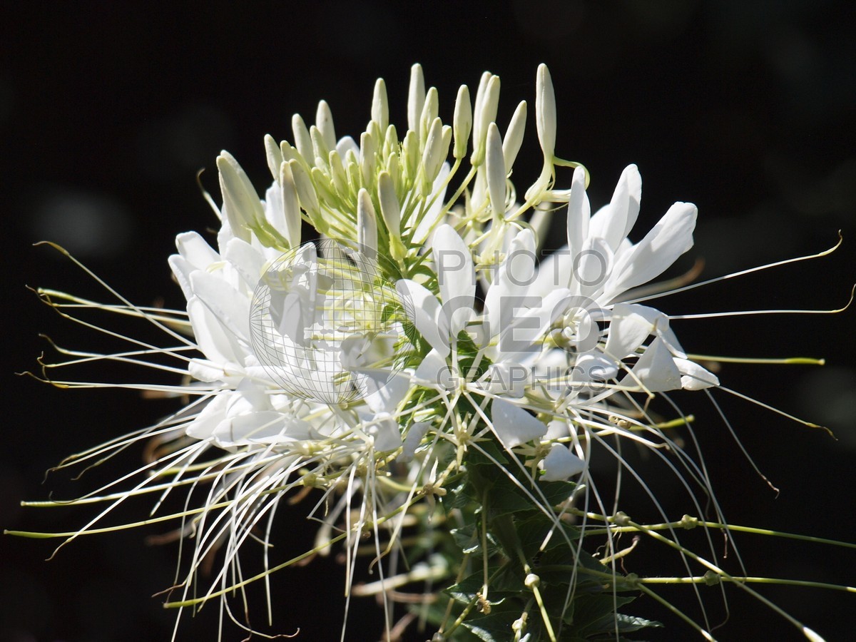 6052 White Flower