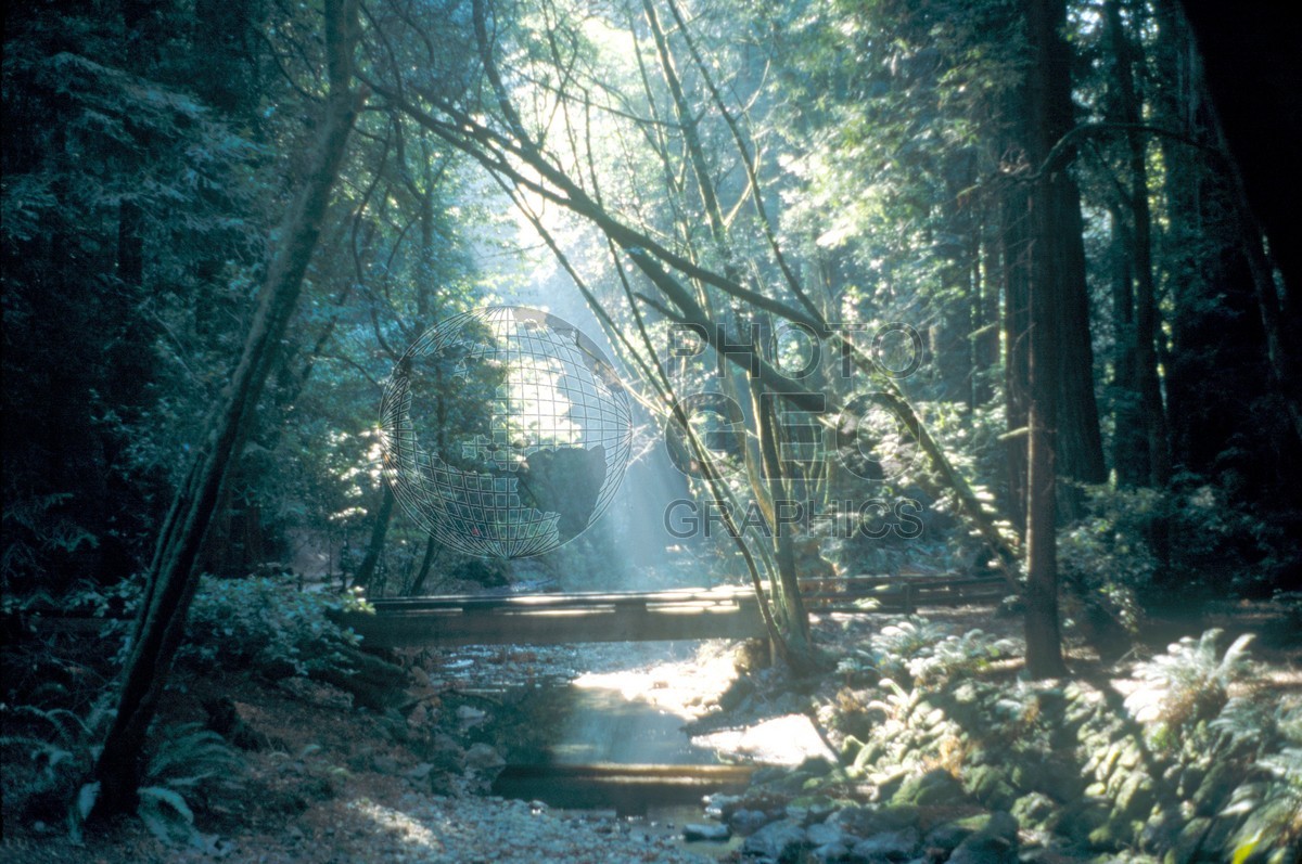 6060 Forest Sunlight, Muir Woods, CA