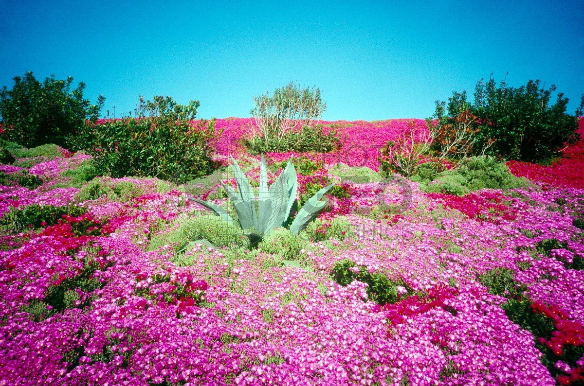 6061 Spring Flowers, Laguna Niguel, CA