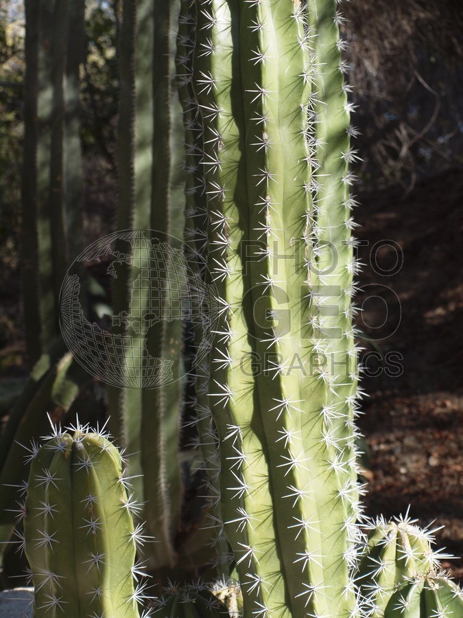 6063 Cactus, Tucson, AZ