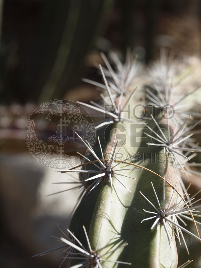 6064 Cactus, Tucson, AZ