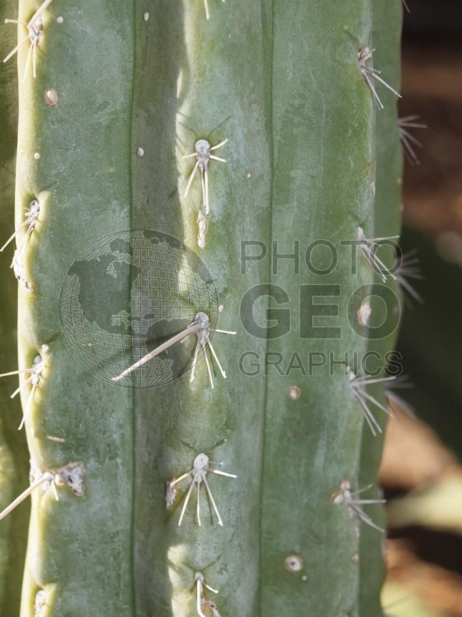 6065 Cactus, Tucson, AZ