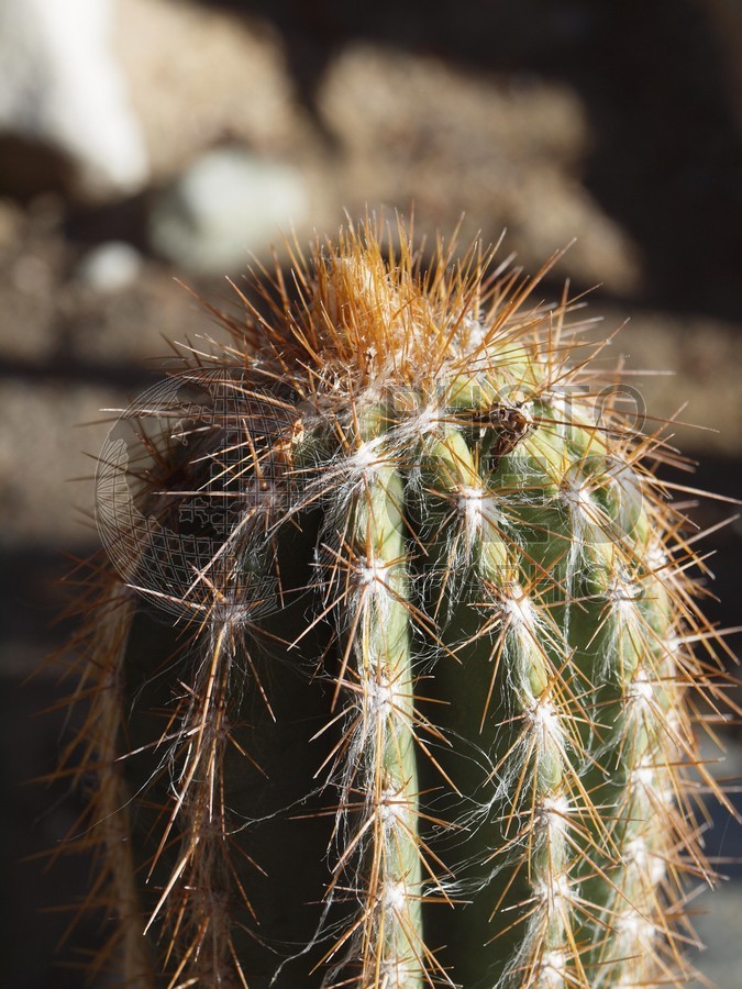 6066 Cactus, Tucson, AZ