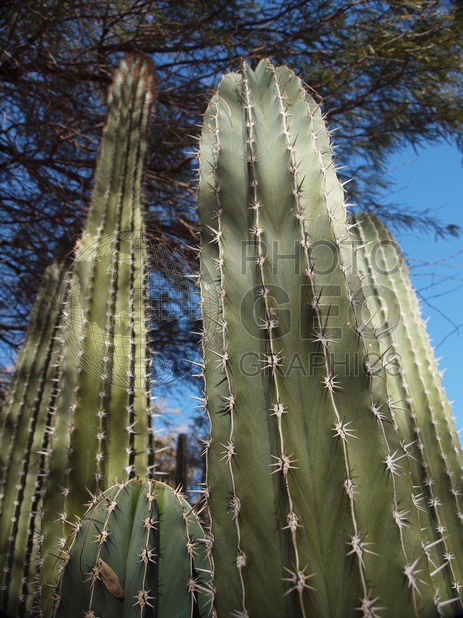 6067 Cactus, Tucson, AZ
