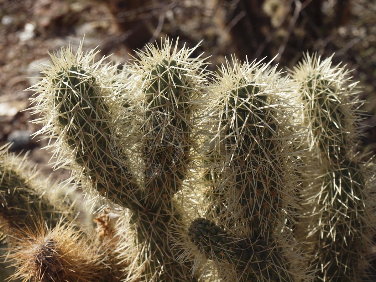 6069 Cactus, Tucson, AZ