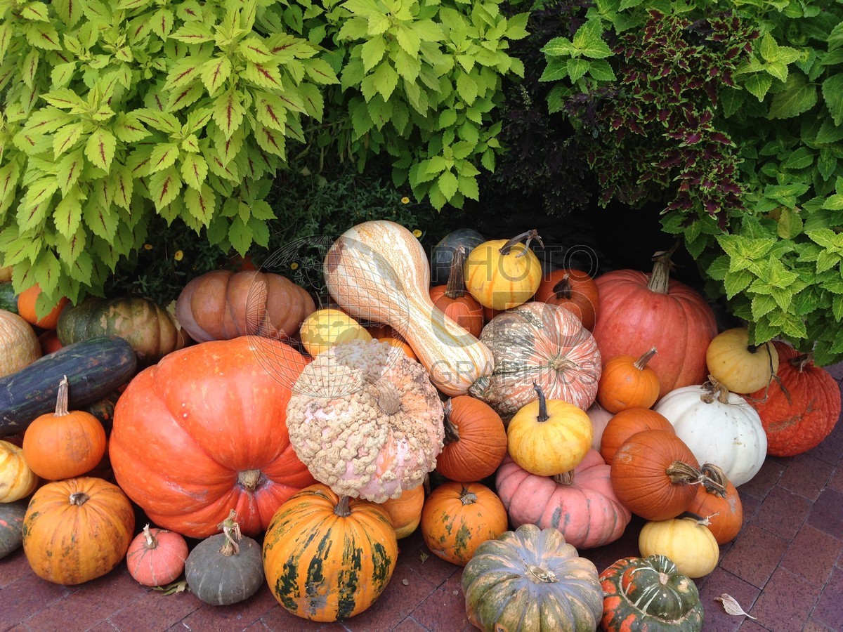 6073 Fall Harvest