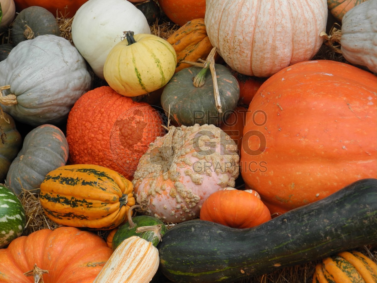 6074 Fall Harvest