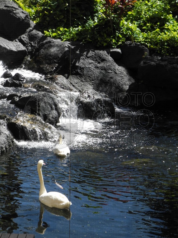 6107 Swan Pond Maui, HI