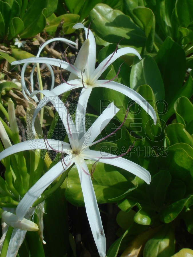 6111 White Flower, Maui, HI