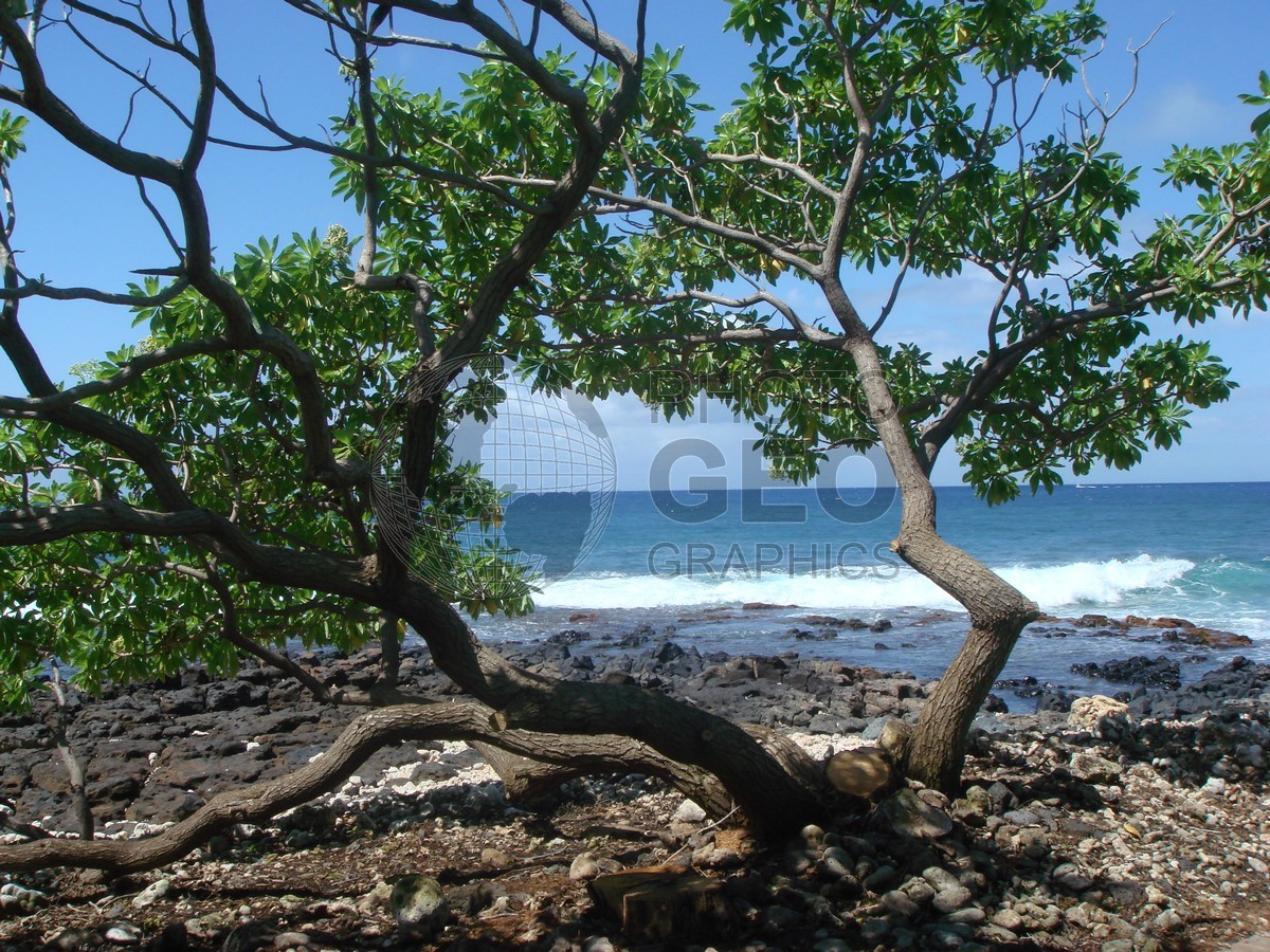 6112 Tree on Beach, Maui, HI