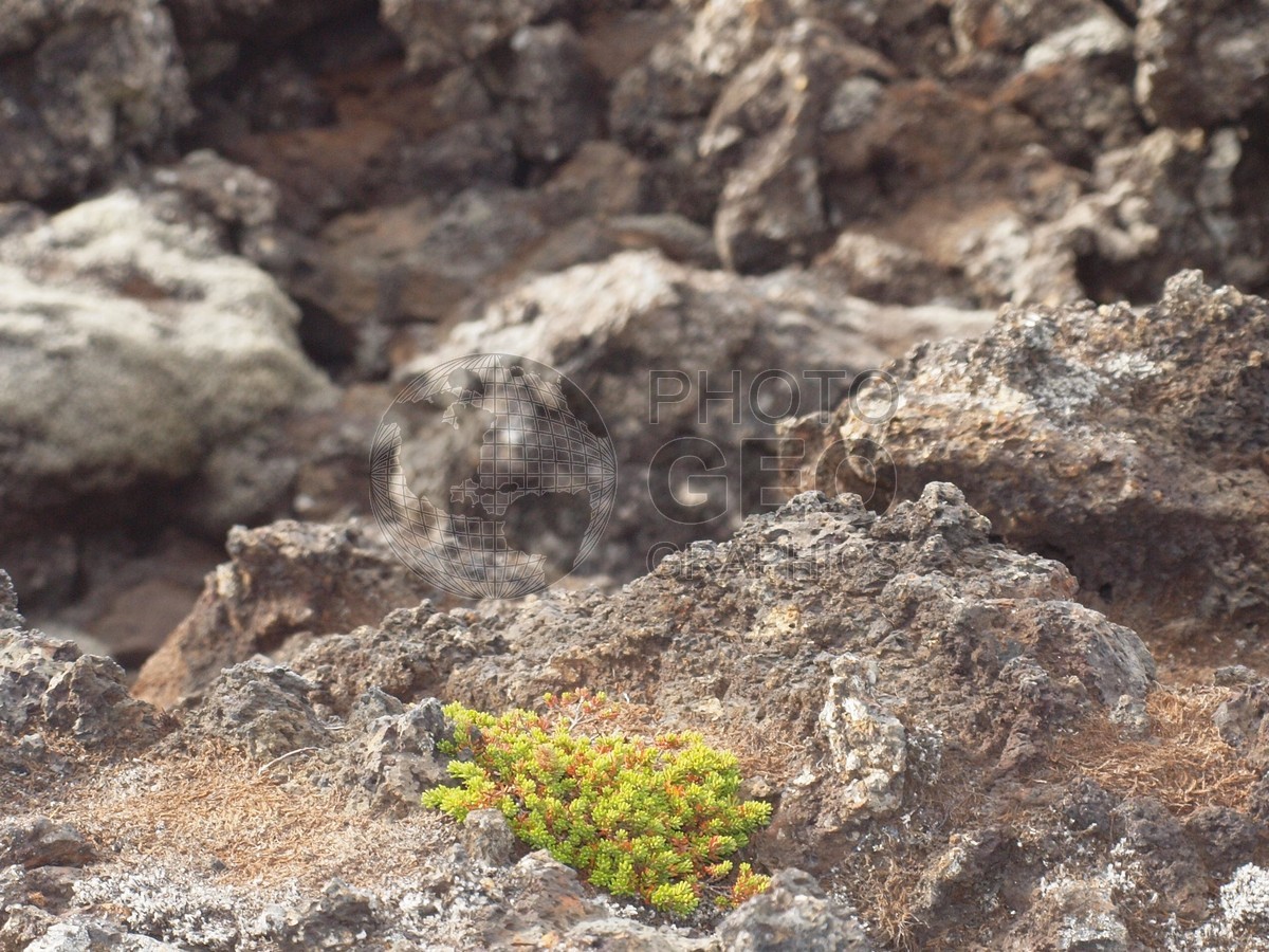 6150 Plant Growing in Rock, Iceland
