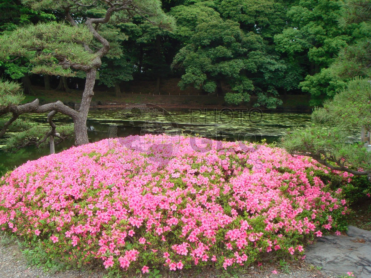 6166 Pink Flower Garden, Kyoto, Japan