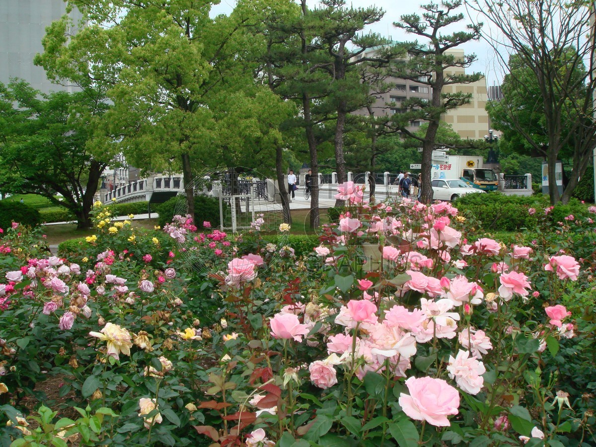 6175 Rose Garden, Hiroshima, Japan