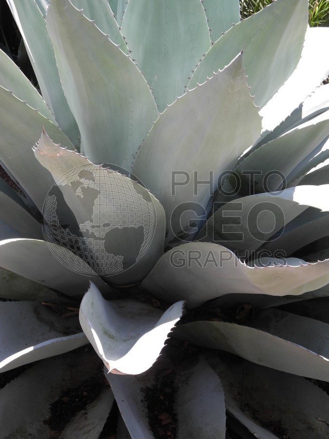 6224 Succulent