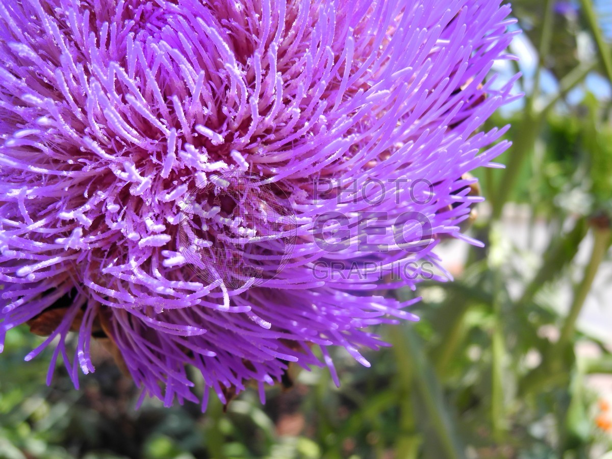 6230 Purple Cardus Nutani Nodding Thistle