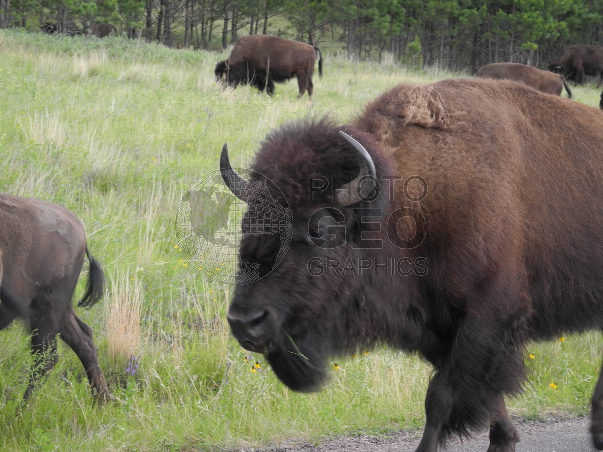 6234 Buffalos at Custer State Park, SD