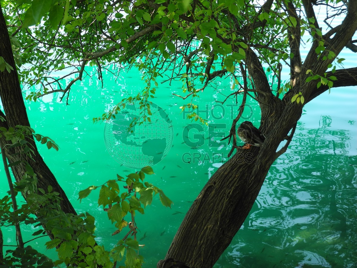 6237 Fish in Lake Bled, Slovenia