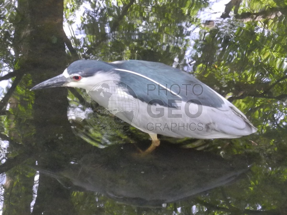 6241 Bird