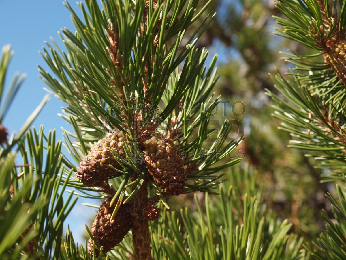 6247 Pine Cones