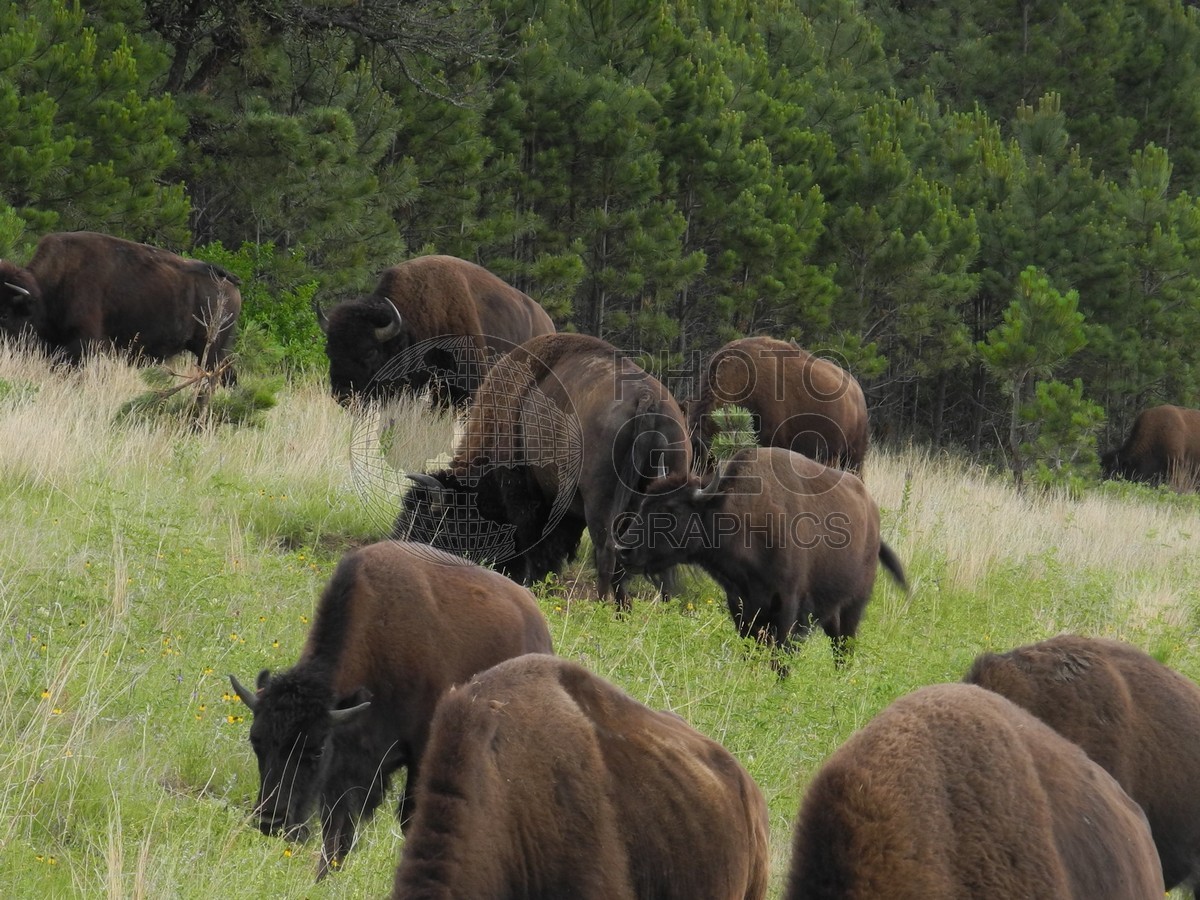 6265 Buffalo, Custer State Park, SD