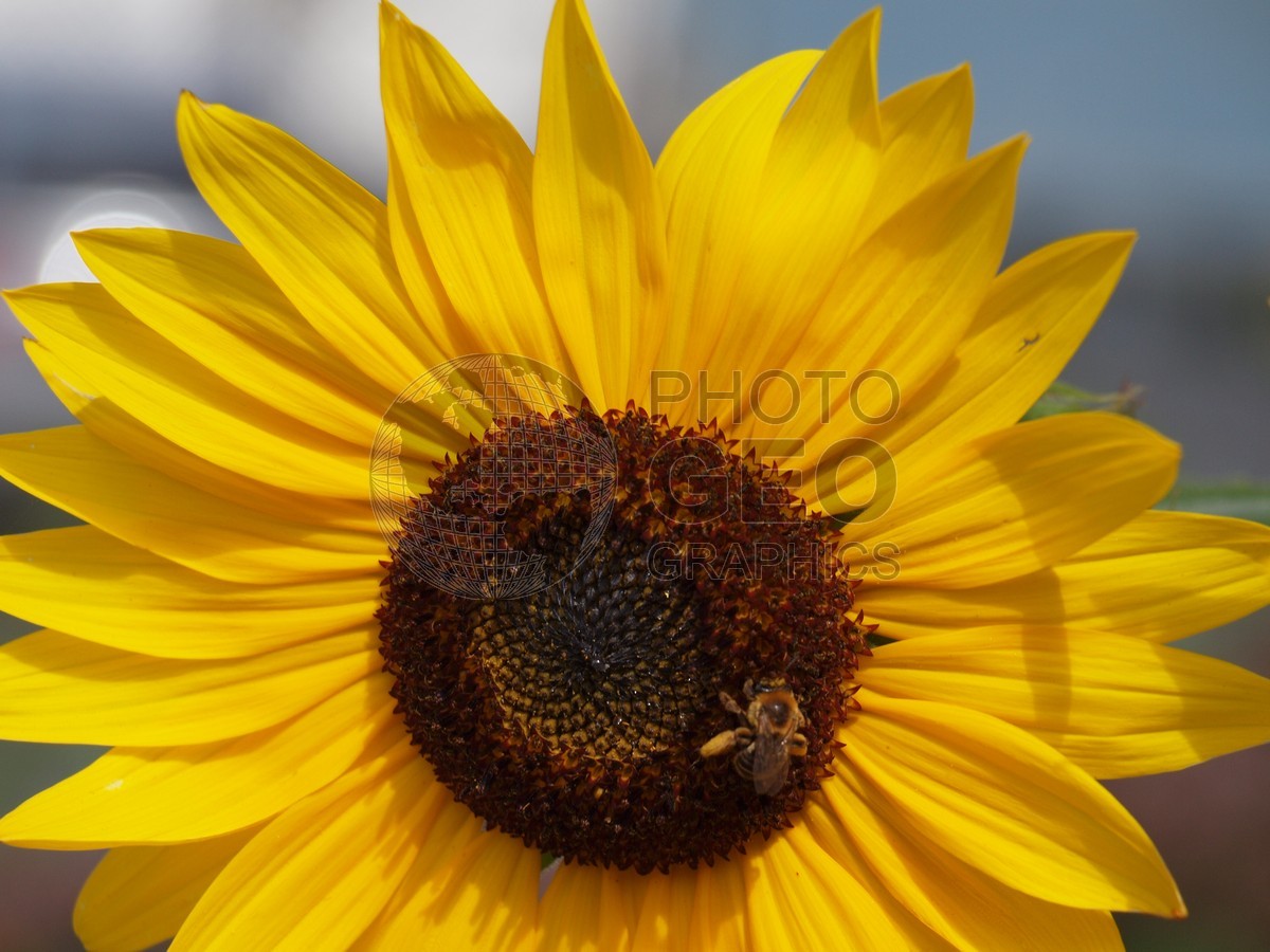 6276 Daisy with Bee