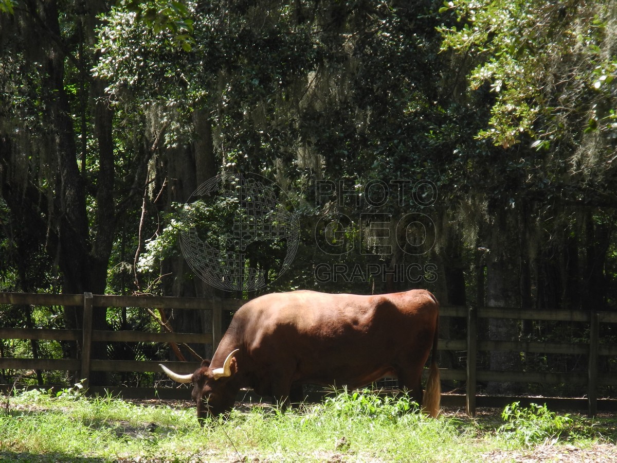 6304 Longhorn, Charleston, SC