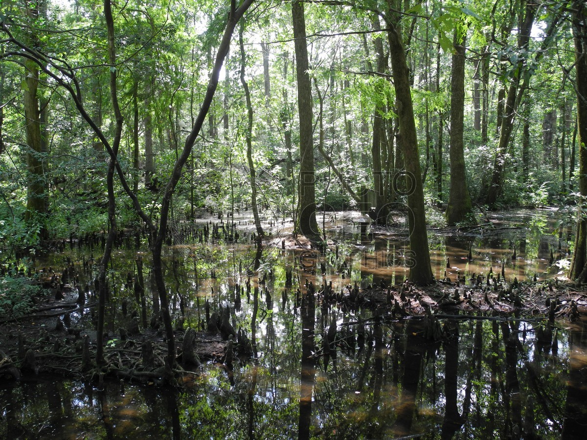 6305 The Swamp, Charleston, SC