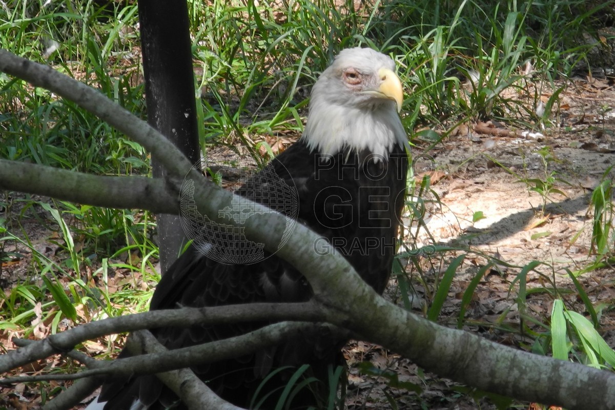 6306 Eagle