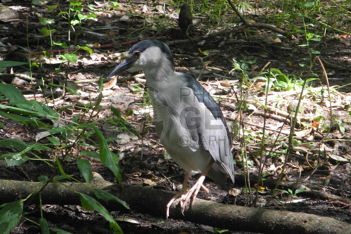 6307 Bird