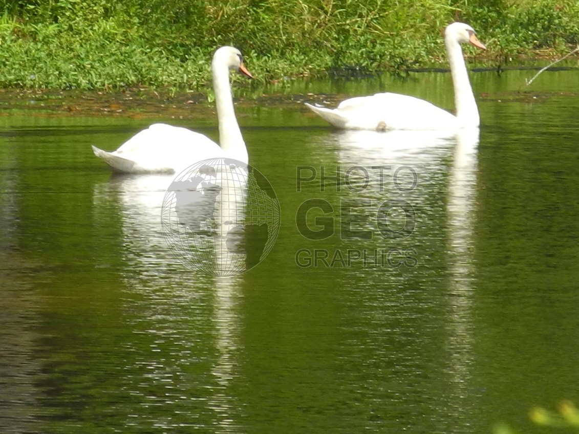 6308 Swans