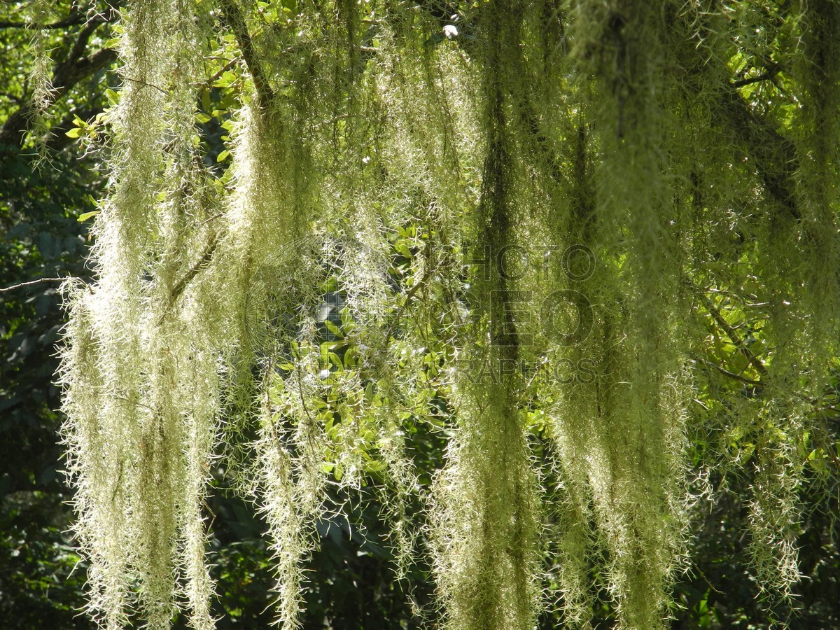 6309 Spanish Moss