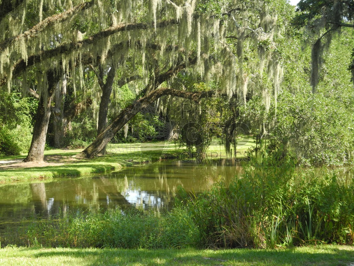 6317 Trees over Pond, Charleston, SC