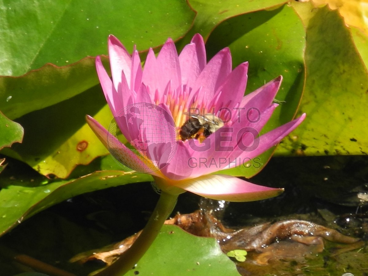 6323 Pink Water Lilly with Bee, Charleston, SC