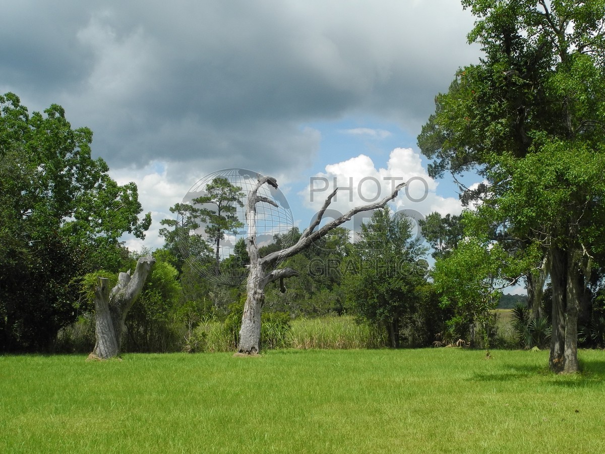 6329 Two Dead Trees, Charleston, SC