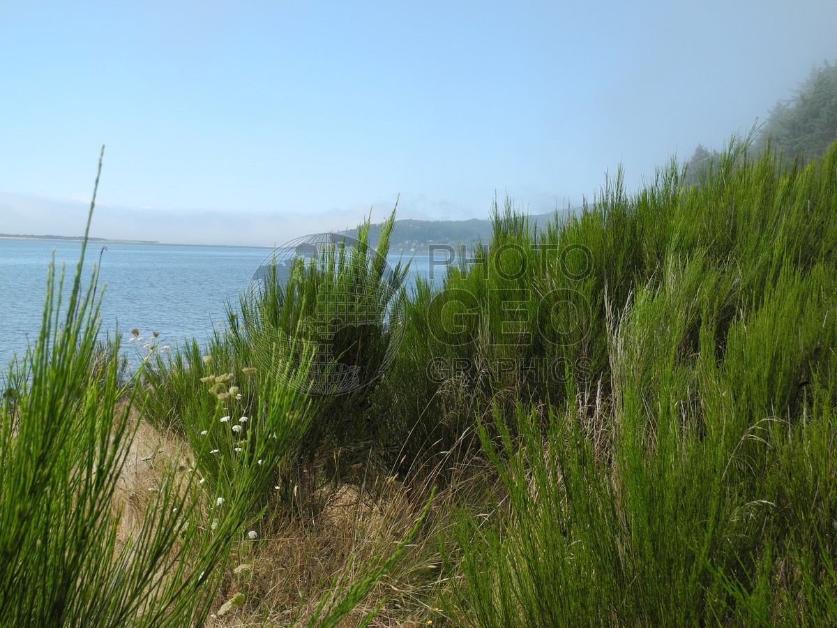 6352 Grassy Coast, OR