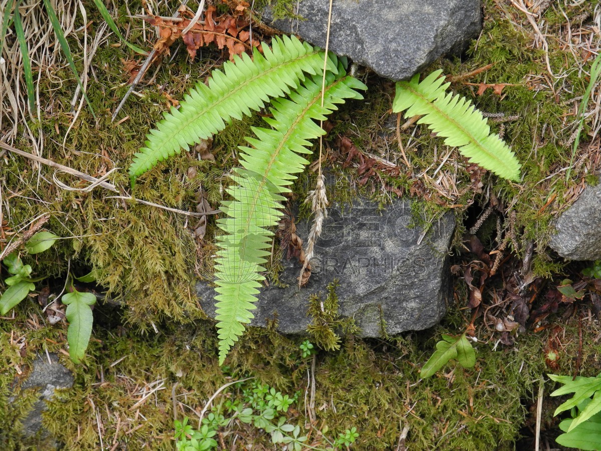 6353 Fern