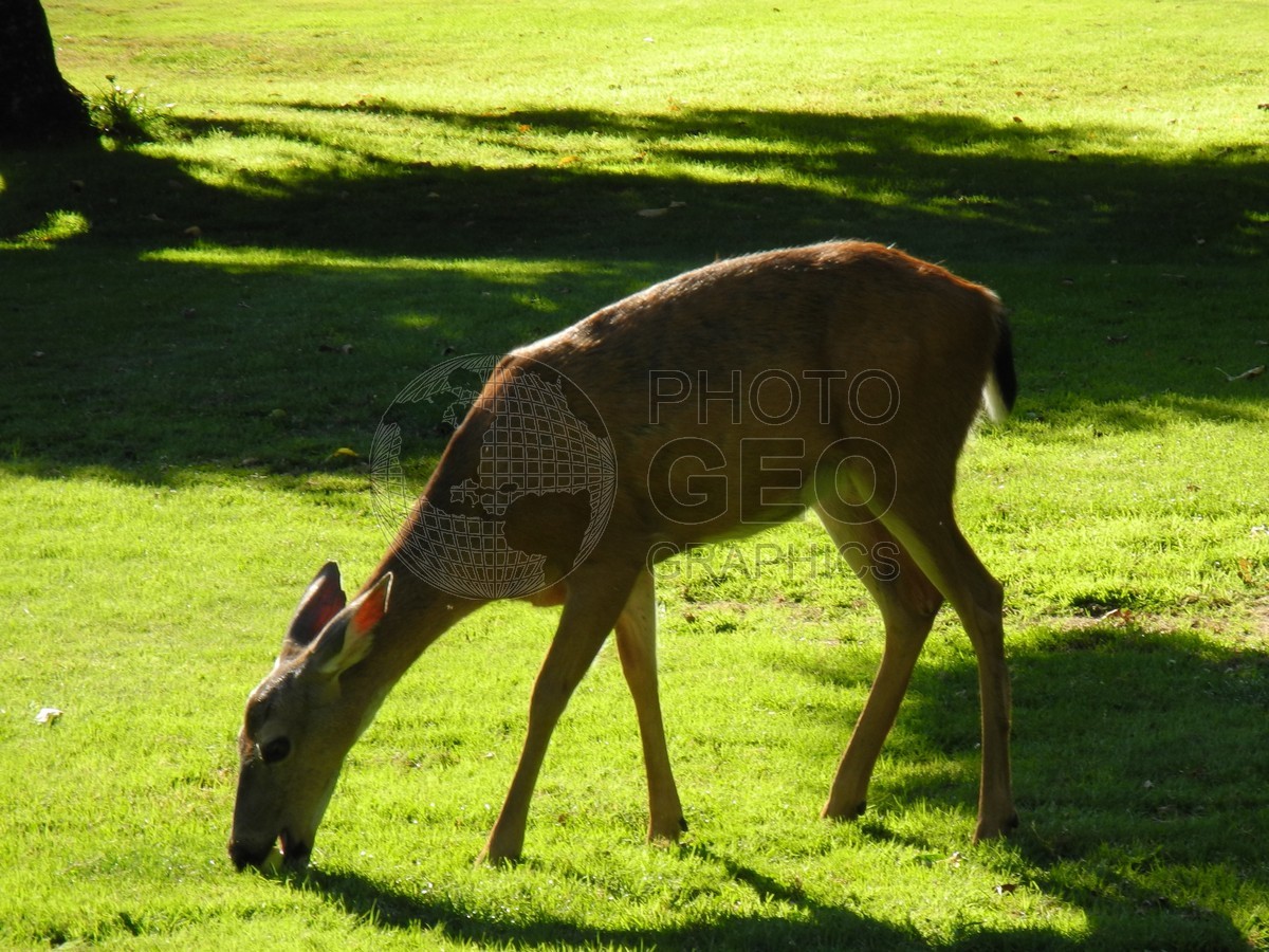 6357 Deer