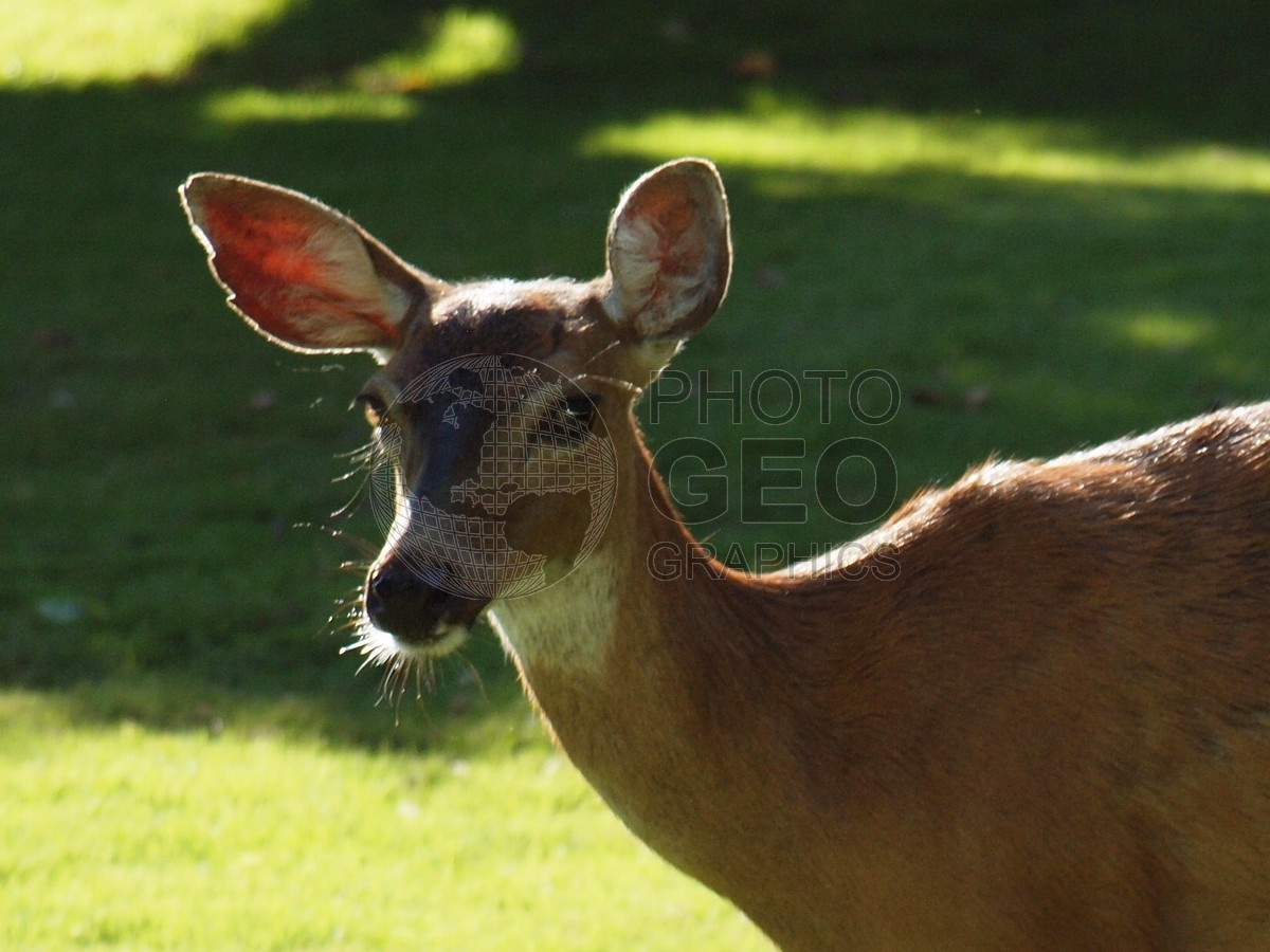 6362 Deer