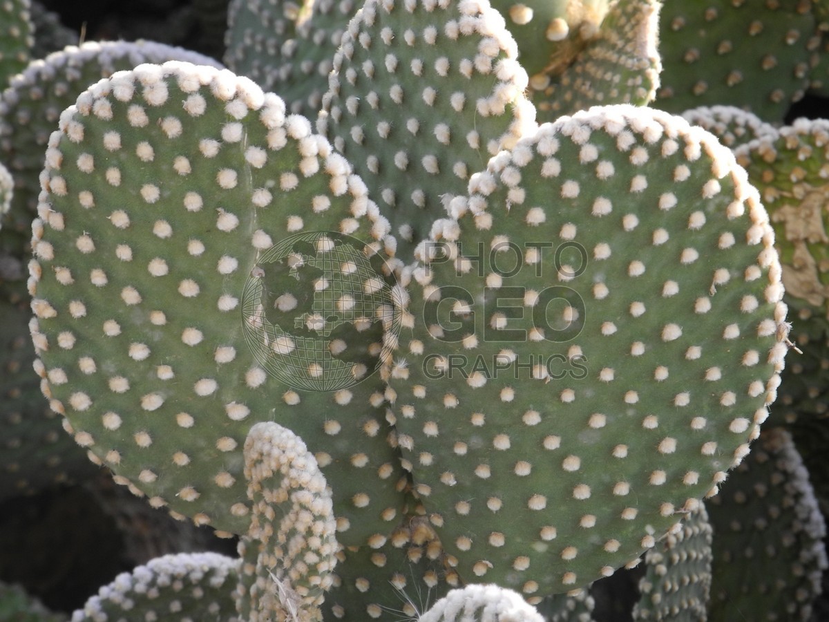 6381 Prickly Pear