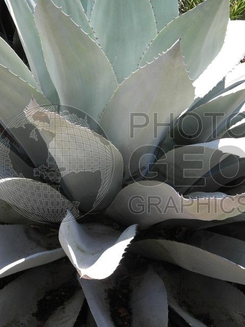 6382 Succulent