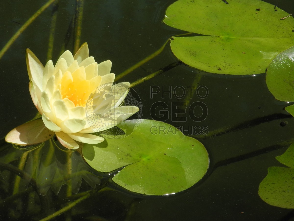 6384 Yellow Water Lilly