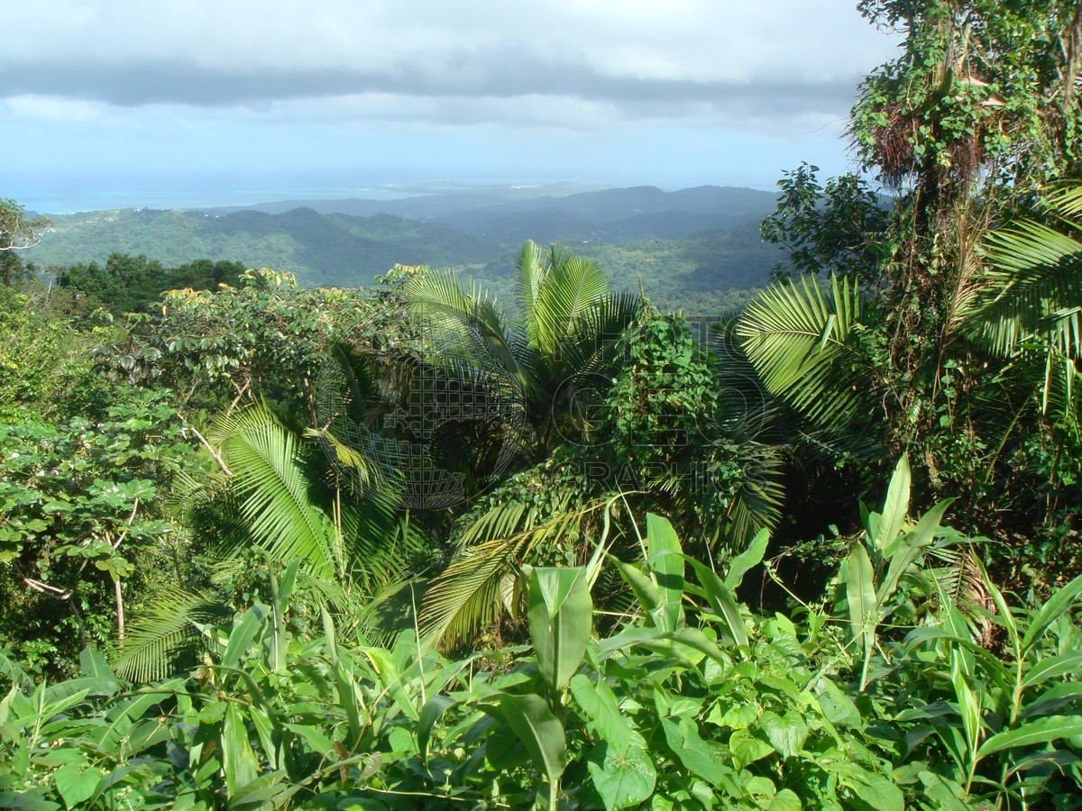 6386 View of Coast from Rainforest, Puerto Rico