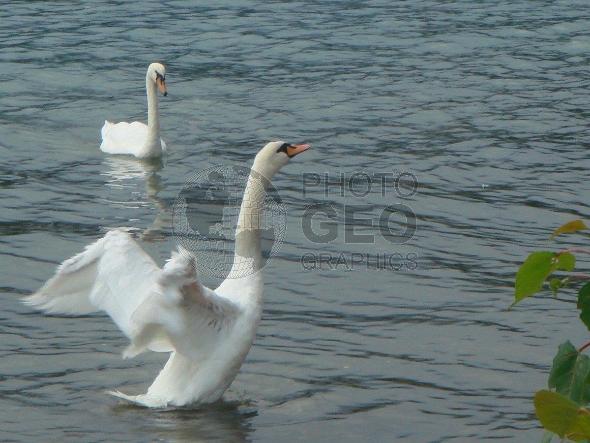 6455 Swans