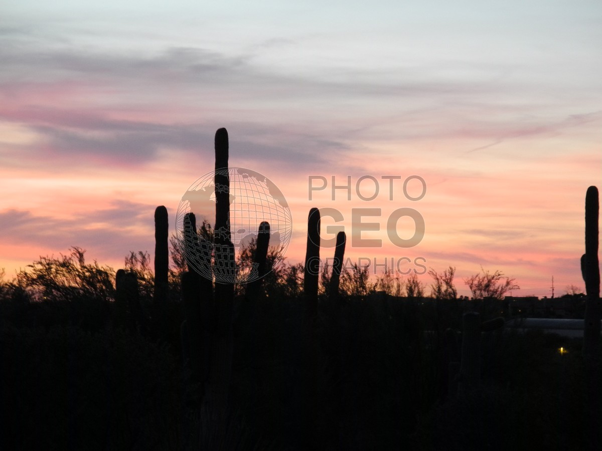 6458 Tucson Sunset with Cactus, AZ