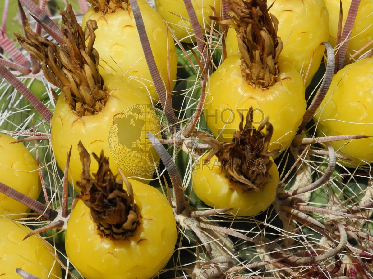 6462 Cactus, AZ